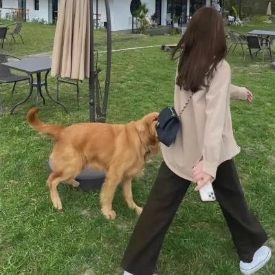 洪兴大飞哥 封面